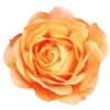 🌸 Эмодзи «flowers - цветочки» для Telegram