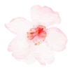 🌸 Эмодзи «flowers - цветочки» для Telegram