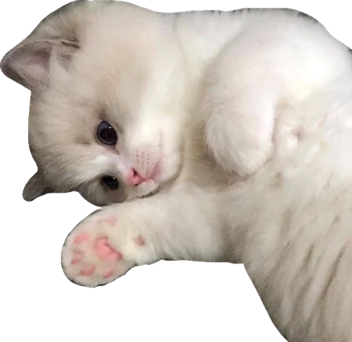 Стикерпак Cute_vol.3 для Telegram — скачать