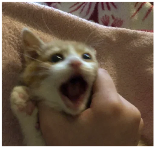 🙀 Стикер «🐈‍⬛ ˓𓄹 ࣪˖» для Telegram