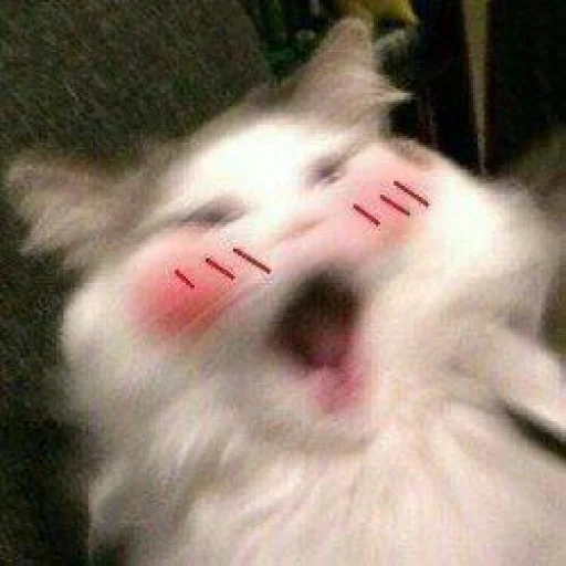 😻 Стикер «🐈‍⬛ ˓𓄹 ࣪˖» для Telegram