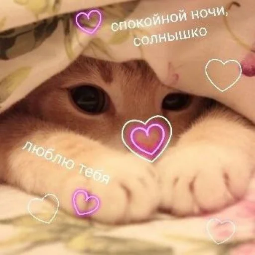 💗 Стикер «Cute cats 100» для Telegram