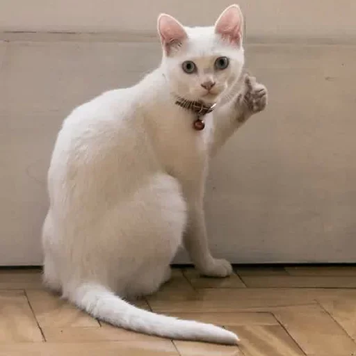 👍 Стикер «cutecats 3» для Telegram