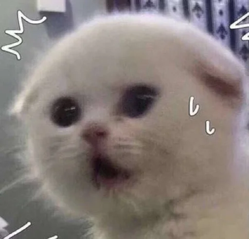 😰 Стикер «cutecats 3» для Telegram