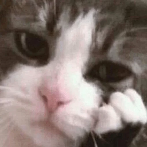 😕 Стикер «cutecats 3» для Telegram