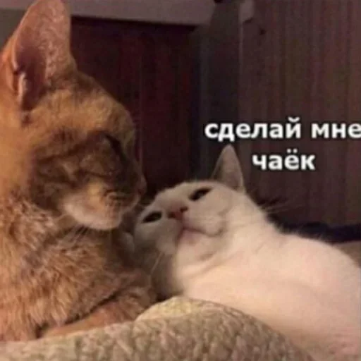😇 Стикер «ᴥ» для Telegram