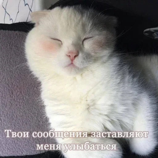 🥰 Стикер «˶•ㅅ•˵» для Telegram