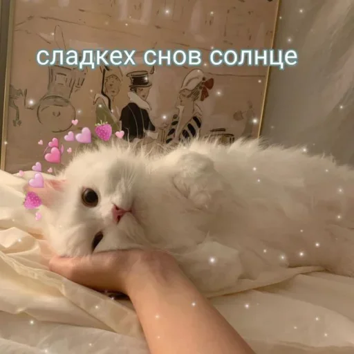 💕 Стикер «˶•ㅅ•˵» для Telegram
