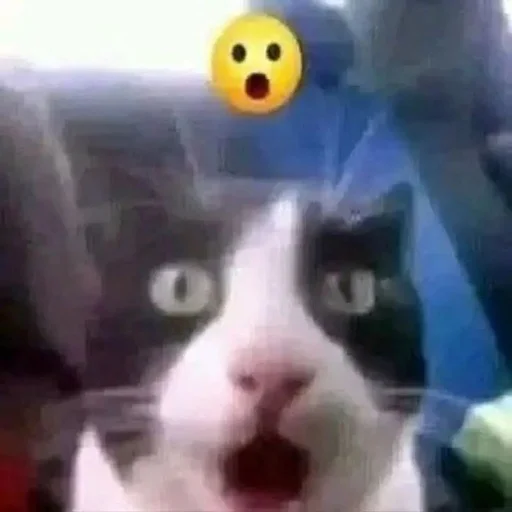 😯 Стикер «Catzzz!» для Telegram