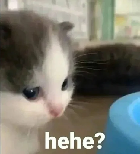 🤔 Стикер «pisi» для Telegram
