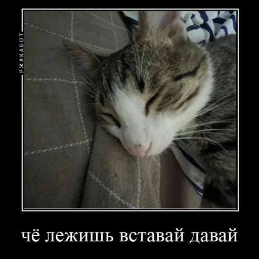🐱 Стикер «Миленькие котики» для Telegram