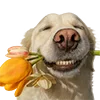 💐 Эмодзи «Милота» для Telegram