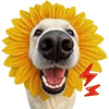 🌻 Эмодзи «Милота» для Telegram