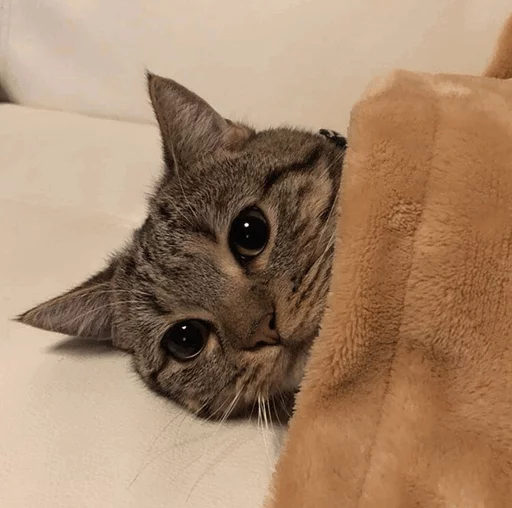 😐 Стикер «Cuteness Overload» для Telegram