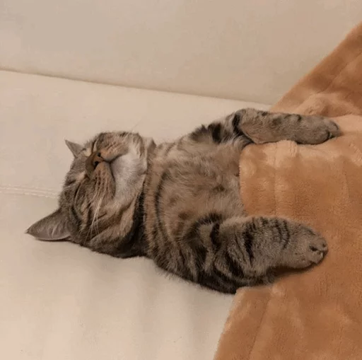 😴 Стикер «Cuteness Overload» для Telegram
