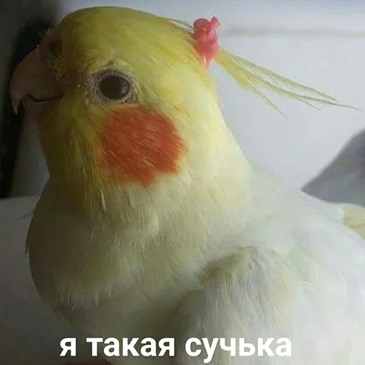 😇 Стикер «Cute Parrots Meme» для Telegram