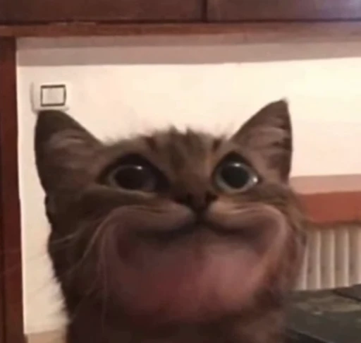 ☺️ Стикер «Cutest memes» для Telegram