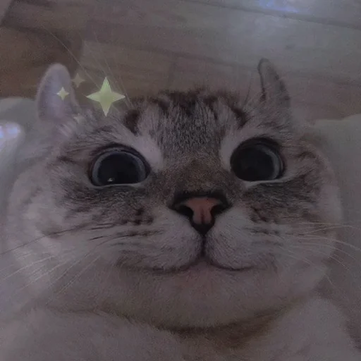 Стикерпак cutie cat для Telegram — скачать
