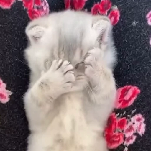 💕 Стикер «Miu» для Telegram