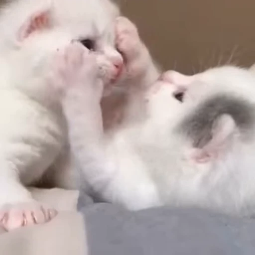 💕 Стикер «Miu» для Telegram