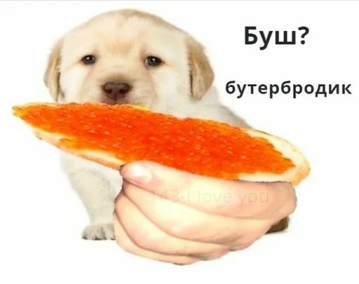 🥪 Стикер «Шифратор» для Telegram