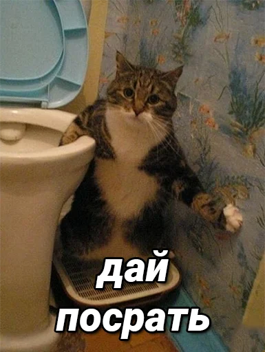 🚽 Стикер «daidenuk» для Telegram