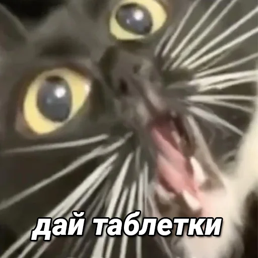 💊 Стикер «daidenuk» для Telegram