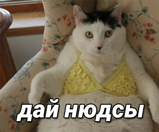 👙 Стикер «daidenuk» для Telegram