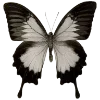 🦋 Эмодзи «dark» для Telegram