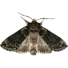 🦋 Эмодзи «Dark autumn vibe #vibe #autumn» для Telegram
