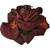 🌹 Эмодзи «Dark autumn vibe #vibe #autumn» для Telegram