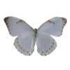 🦗 Эмодзи «Бабочки» для Telegram