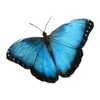 🌟 Эмодзи «Бабочки» для Telegram