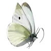 🌟 Эмодзи «Бабочки» для Telegram