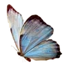 🌟 Эмодзи «Бабочки» для Telegram