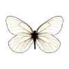 🦋 Эмодзи «Бабочки» для Telegram