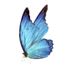 🌟 Эмодзи «Бабочки» для Telegram