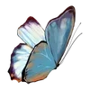 🌟 Эмодзи «Бабочки» для Telegram