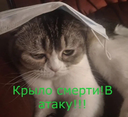 🐱 Стикер «Первый легион» для Telegram