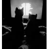 🤩 Эмодзи «Dark Tg» для Telegram