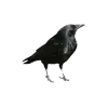 🤩 Эмодзи «Dark Tg» для Telegram