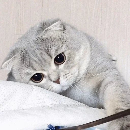 Стикерпак DARLING для Telegram — скачать
