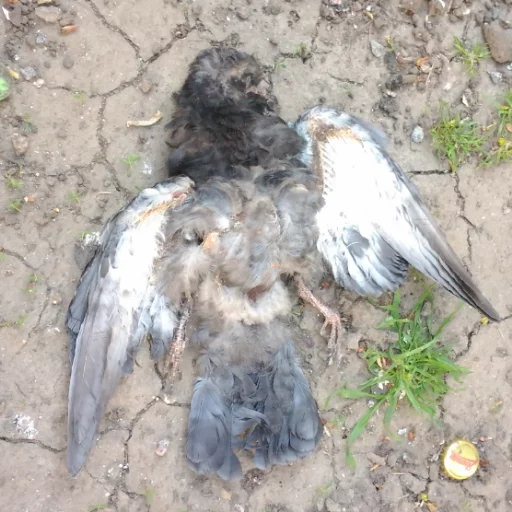 🐦 Стикер «Death File» для Telegram