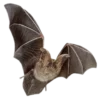 🦇 Эмодзи «death pack» для Telegram