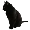 🐈‍⬛ Эмодзи «death pack» для Telegram