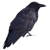 🐦‍⬛ Эмодзи «death pack» для Telegram