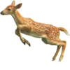 🦌 Эмодзи «Deers» для Telegram