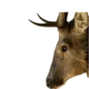 🦌 Эмодзи «Deers» для Telegram