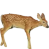 🦌 Эмодзи «Deers» для Telegram