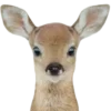 🦌 Эмодзи «Deers» для Telegram